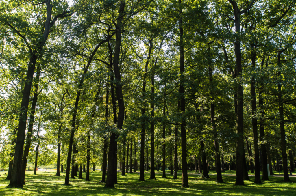 Forêt de grands arbres aux feuillages verts denses, avec un sol herbeux ensoleillé visible entre les troncs
