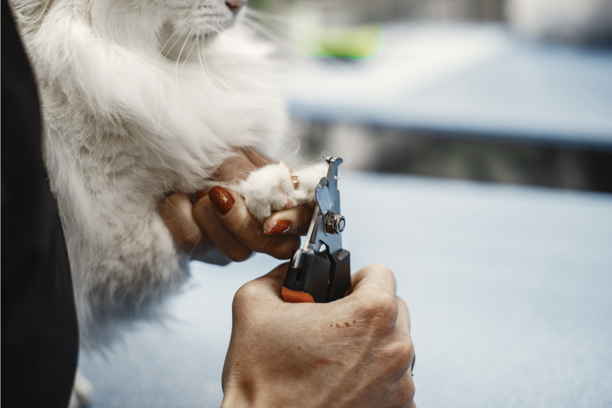 Une personne coupe les griffes d'un chat blanc à poils longs avec un coupe-ongles pour animaux