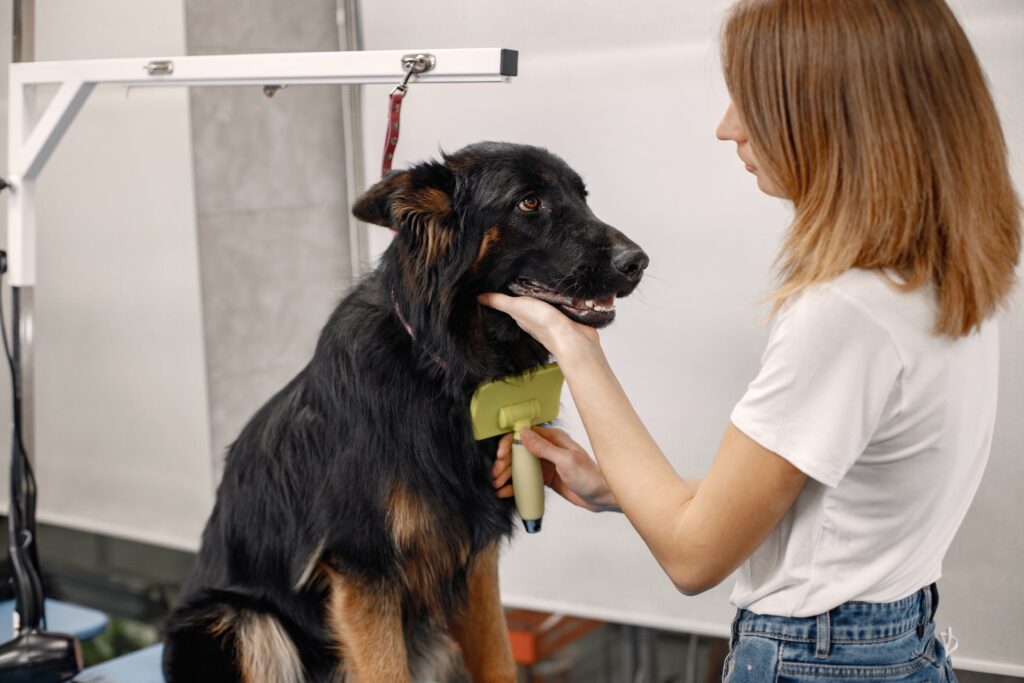 Une toiletteuse brosse le pelage d'un grand chien noir et feu sur une table de toilettage professionnelle