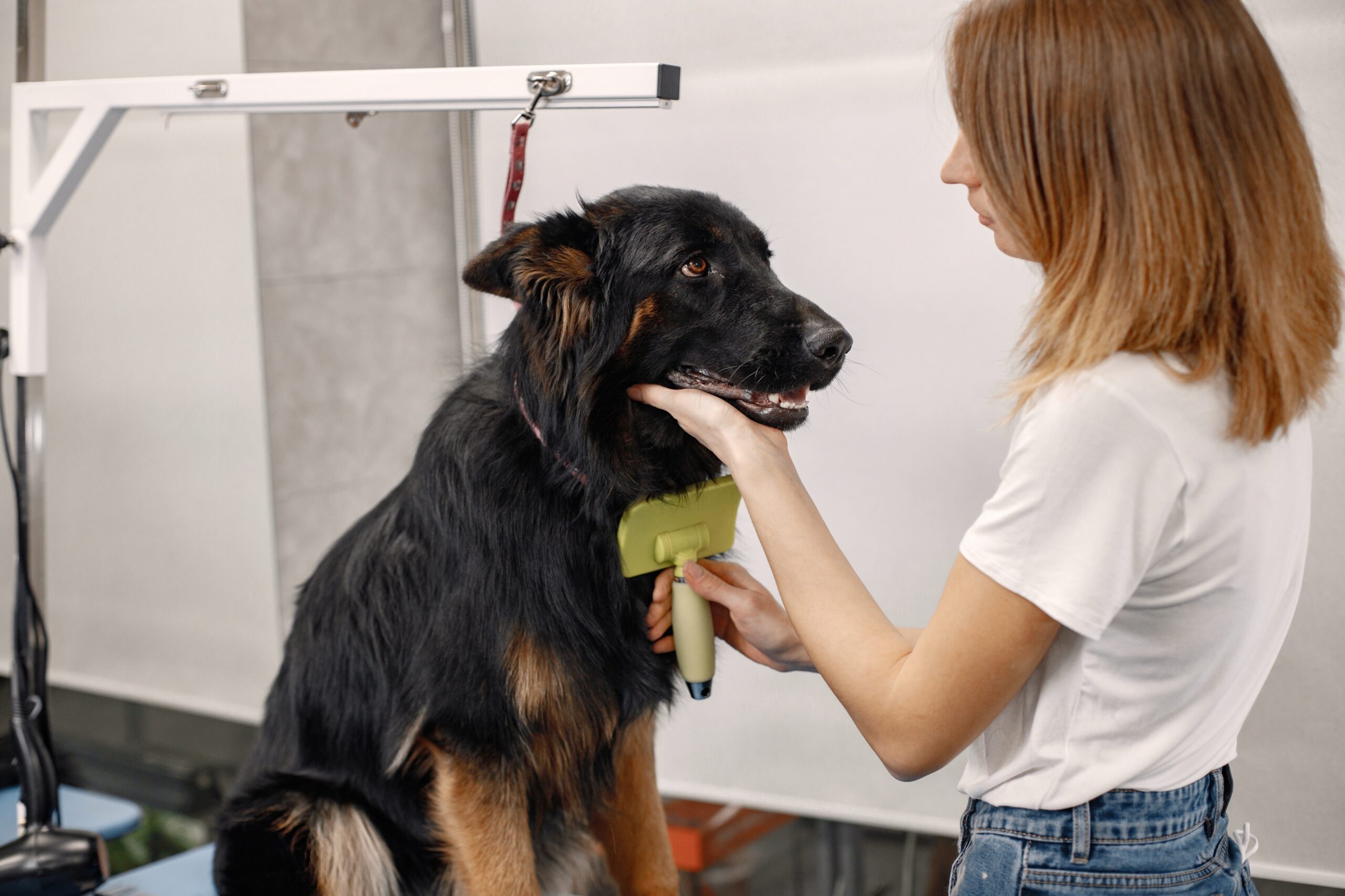 Une toiletteuse brosse le pelage d'un grand chien noir et feu sur une table de toilettage professionnelle